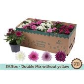 Хризантема микс d12 см h25 см тип 2