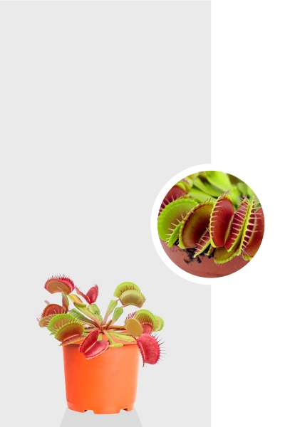 Венерина мухоловка 10 см