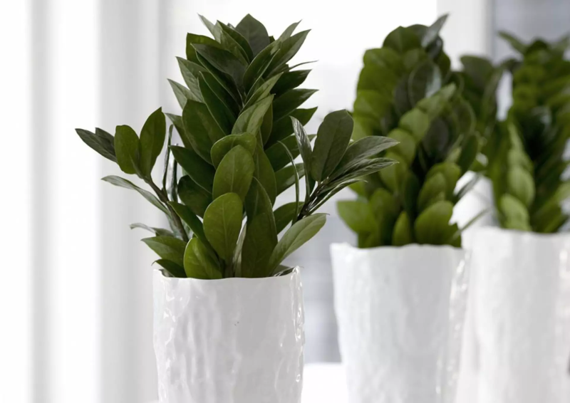 Замиокулькас: растение, которому всё по плечу