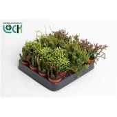 Рипсалис микс d5.5 см h10 см тип 3 Рипсалис микс d5.5 см h10 см тип 3