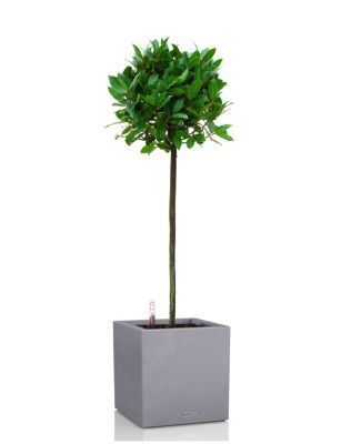 Лавр Нобилис 21/120 в CANTO STONE LOW 30, серый камень