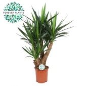 Юкка Branched 3-4 Arms d27 см 100 см