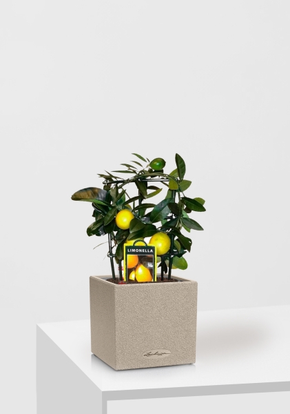 Цитрус Лимон на решетке 12/30 см в CANTO STONE 14 Цитрус Лимон на решетке 12/30 см в CANTO STONE 14