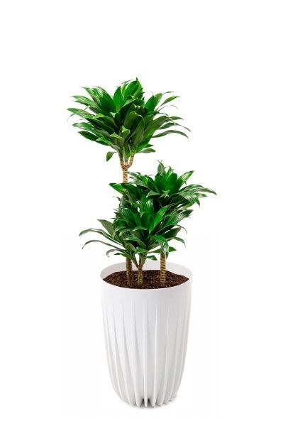 Драцена Компакта 3 ствола 21/100 см в LAMELA MIRA tall 30