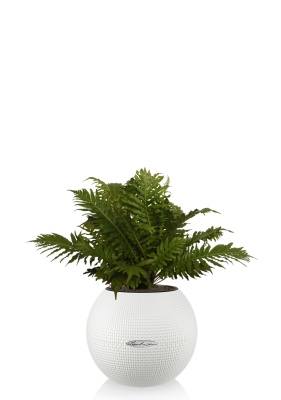 Блехнум 12/30 см в PURO 20