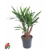 Юкка Branched Arms d24 см 100 см