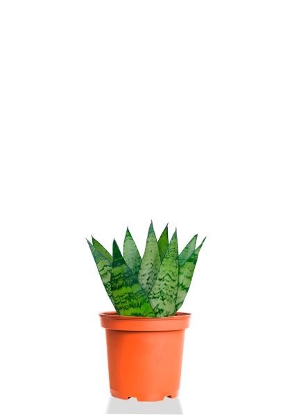 Сансевиерия Зейланика 9/30 см