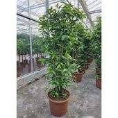 Драцена Суркулоза d50 см h210 см