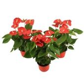 Антуриум Андрианум красный d14 см h50 см