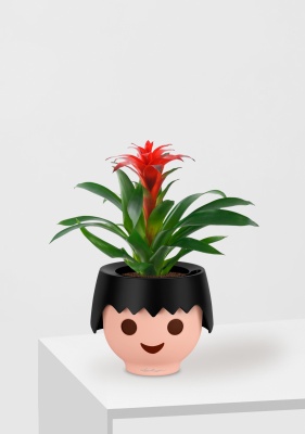 Гузмания Хоп 12/40 см в OJO