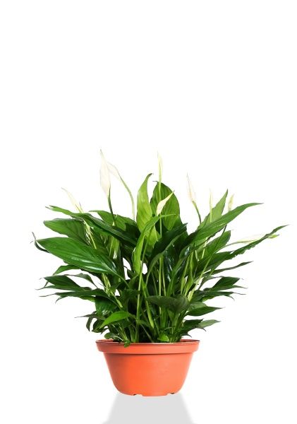 Спатифиллум 23/45 см