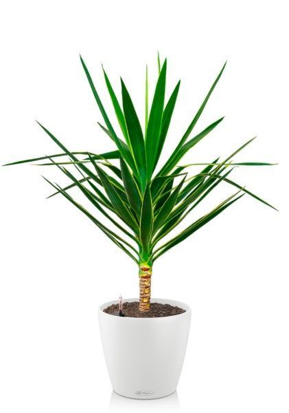 Юкка Пак в CLASSICO COLOR 35