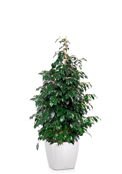 Фикус Бенджамина Даниэль пирамида 21/90 см в QUADRO LS 28