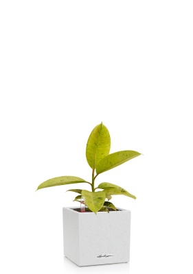 Фикус Эластика Шривериана 12/30 см CANTO STONE 14, песочный белый Фикус Эластика Шривериана 12/30 см CANTO STONE 14, песочный белый