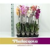 Фаленопсис 2 ствола Mix 12+ (phalaenova) d12 см h75 см тип 1