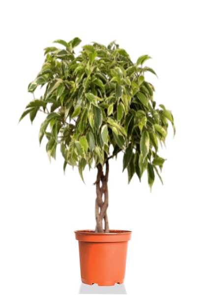 Фикус Бенджамина Голден Кинг косичка d27 см h110 см