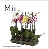 Фаленопсис 1 ствол Mimesis Mix 9+ (orchid Growers) d12 см h60 см Фаленопсис 1 ствол Mimesis Mix 9+ (orchid Growers) d12 см h60 см