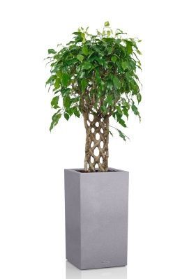 Фикус Экзотика решетка 23/100 см в CANTO STONE HIGH 30, серый камень Фикус Экзотика решетка 23/100 см в CANTO STONE HIGH 30, серый камень