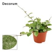 Хойя Mathilde Splash (decorum) d9 см h5 см