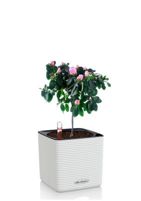 Азалия Фландрес штамб микс 13/20 см в CUBE COLOR 16, белый Азалия Фландрес штамб микс 13/20 см в CUBE COLOR 16, белый