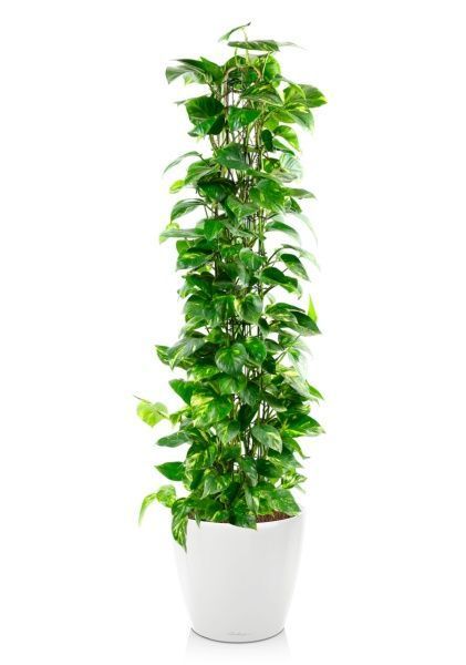 Сциндапсус Ауреум пирамида 27/160 см в CLASSICO LS 35