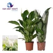 Спатифиллум Вивальди 2+ цветов d17 см h65 см