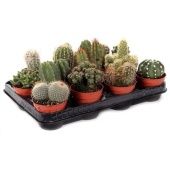 Кактус микс d8.5 см h10 см