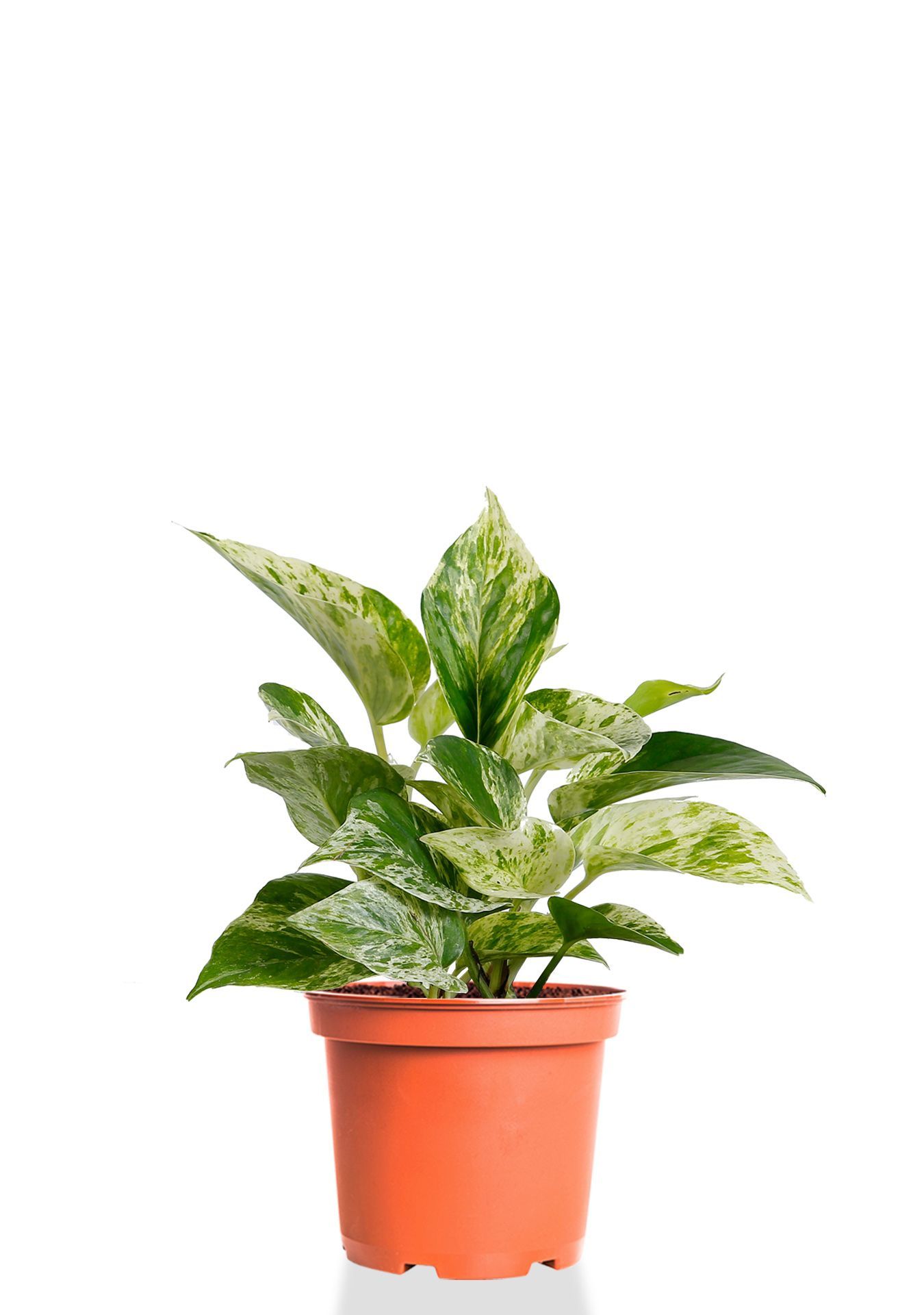 Сциндапсус Марбл Квин 12/20 см