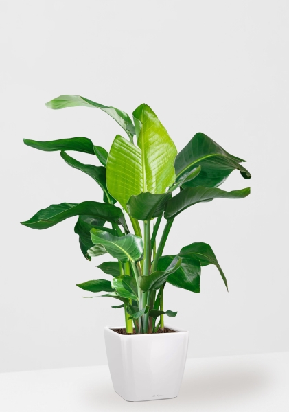 Стрелиция Николай 27/140 см в QUADRO LS 35 Стрелиция Николай 27/140 см в QUADRO LS 35