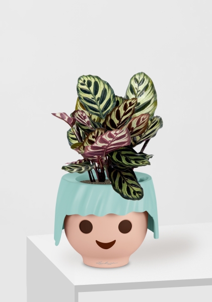 Калатея Макояна 12/35 см в OJO