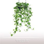 Эпипремнум Сциндарсус Ауреум d15 см h25 см