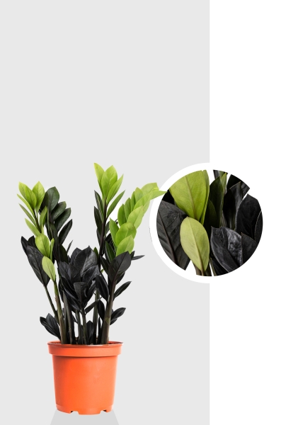 Замиокулькас Равен 4+ ветки d14 см h40 см