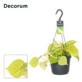 Филодендрон Lemon Lime hangpot d17 см h30 см Филодендрон Lemon Lime hangpot d17 см h30 см