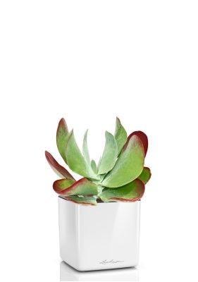 Каланхоэ тирсифолия Ред  Липс 12/20 см в CUBE GLOSSY 14, белый блестящий