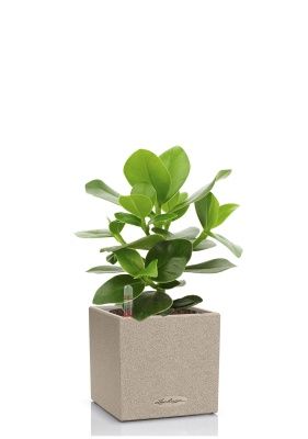 Клузия в CANTO STONE 14, светло-бежевый