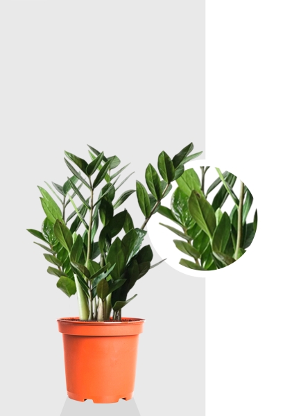 Замиокулькас 12/45 см