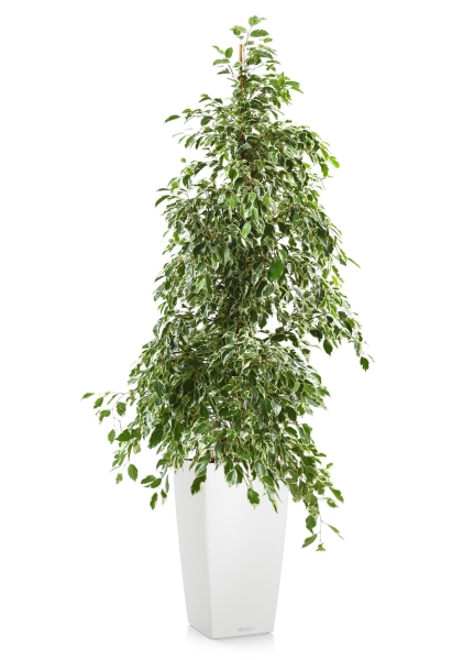 Фикус Бенджамина Голден Кинг пирамида 27/140 см в CUBICO COLOR 30