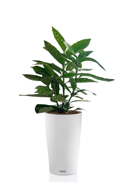 Аукуба Японика Вариегата 17/40 см в CILINDRO 23