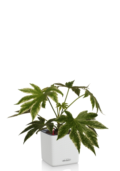 Фатсия 14/40 см в CUBE Color 16