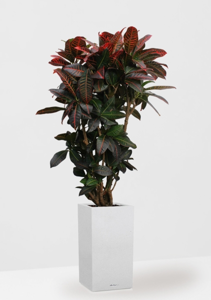 Кротон (Кодиеум) Петра 31/130 см в CANTO STONE HIGH 40