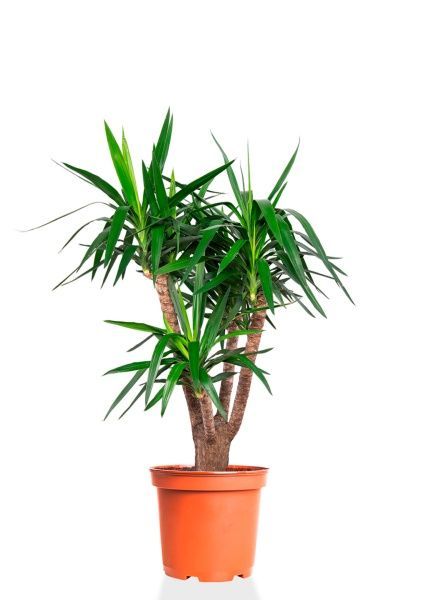 Юкка бранч 31/150 см Юкка бранч 31/150 см