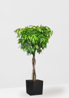 Фикус Амстел Кинг переплетенный 35/160 см в CUBE 40