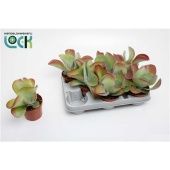 Каланхоэ Турсифлора d10.5 см h15 см