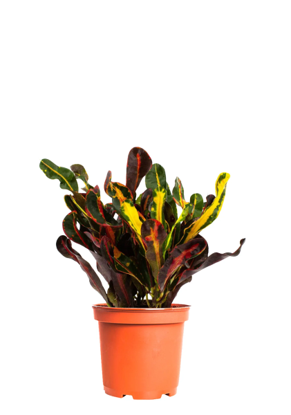 Кротон (Кодиеум) Мамми бранч 17/60 см