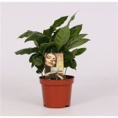 Кофе Арабика d9 см h20 см