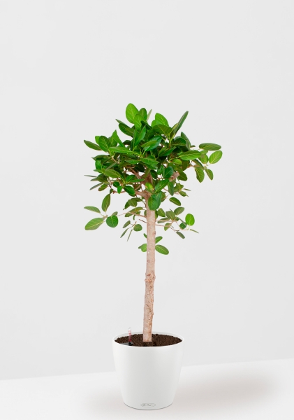 Фикус Бенгальский Одри на штамбе 24/110 см в CLASSICO COLOR 35