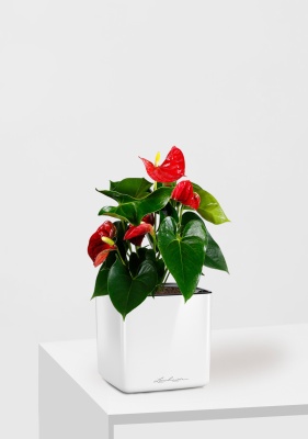 Антуриум Андрианум красный 12/40 см в CUBE GLOSSY 14, белый блестящий