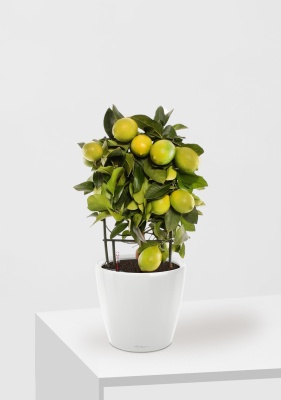 Цитрус Лимон на решетке 19/65 см в CLASSICO LS 28