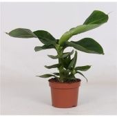 Банан Oriental Dwarf d12 см h35 см тип 1