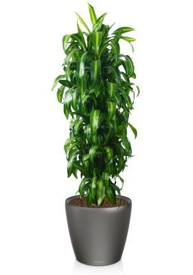 Драцена Гавайская 27/190 см в CLASSICO LS 43, антрацитовый металлик